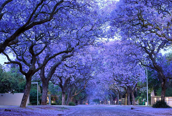 il_570xN.537080074_jfho