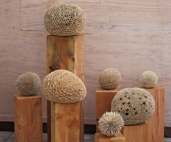 Fungal Spores © Julie K. Dodd