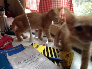 Kittens in the middle of things