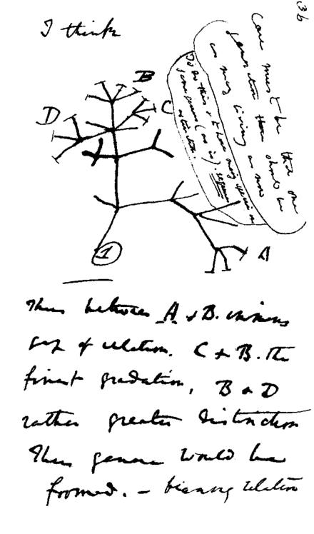 Darwin's notebook sketch of an evolutionary tree. Charles Robert Darwin, Transmutation of Species, 1837
