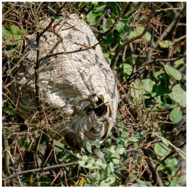 Artist: Cathryn Miller and Bald-faced Hornets Recomp, 2015 Nest composed of pages from Decomp, Collis and Scott (2013) Photo credit: David G. Miller
