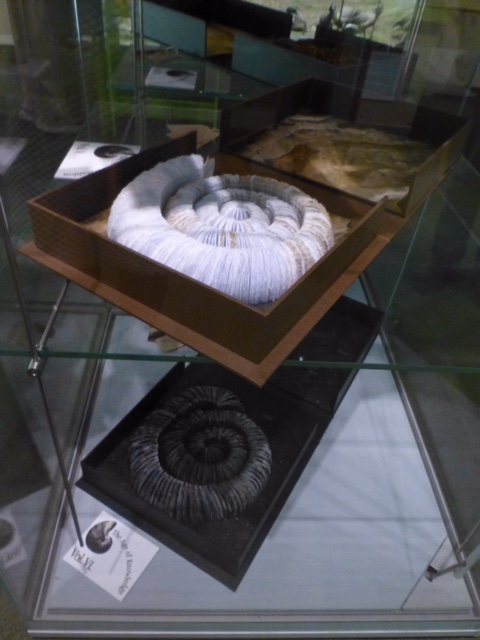 View of exhibition of The Great Gathering Natural History Museum Photo credit: Chris Ruston