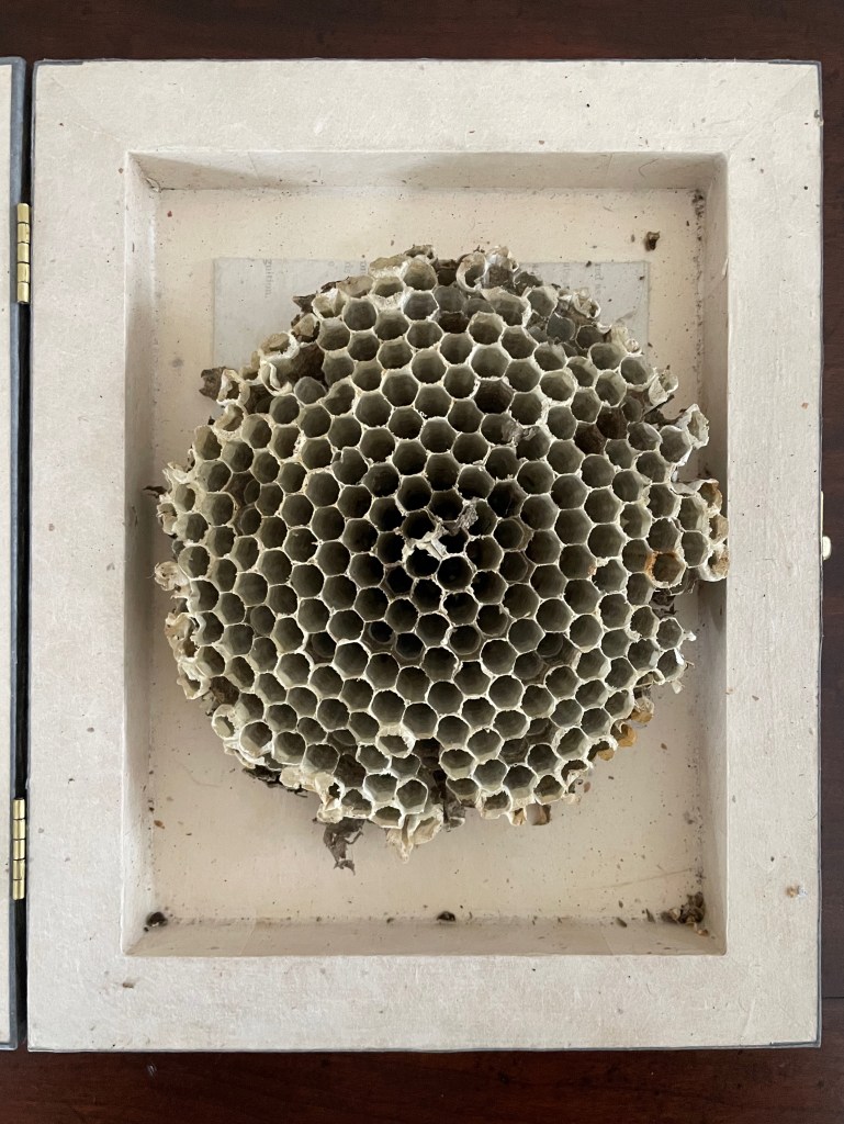 A top view of a hexagonal hornet's nest displayed in a wooden box, showcasing its intricate structure and the surrounding beige interior.