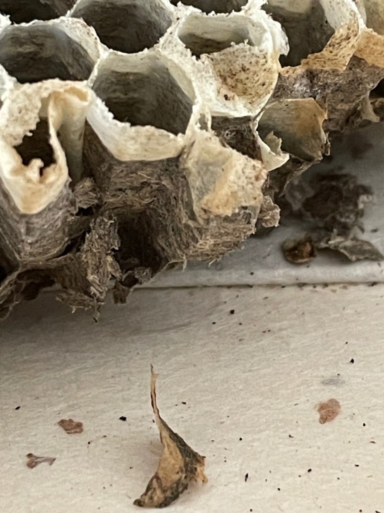Close-up view of a broken hornet's nest with hexagonal cells, displaying remnants and dried plant material on a white surface.