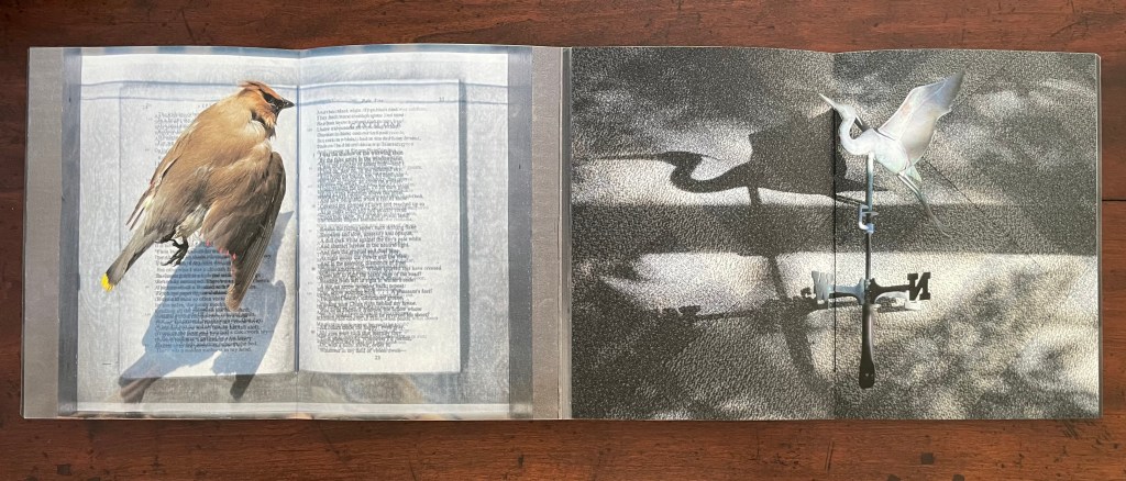 A handbound artist's book opened to a double-page spread featuring a cedar waxwing perched on text from a page on the left, and a heron weathervane casting a shadow on textured surface on the right.