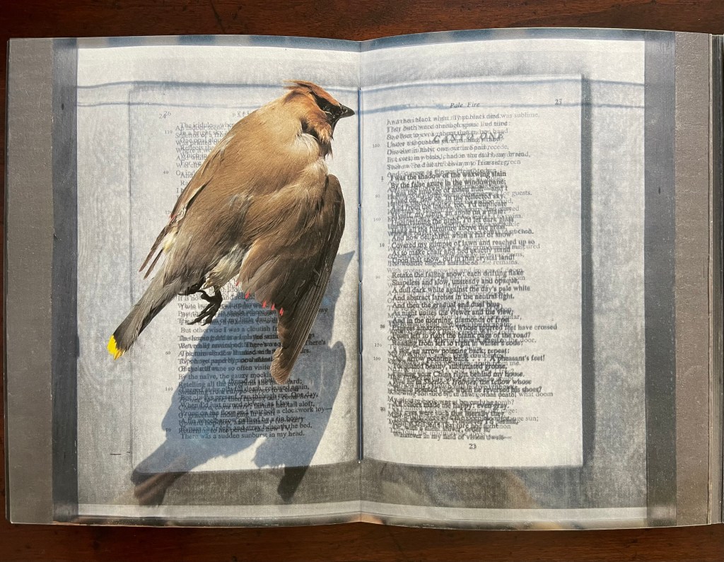 An open artist's book featuring a lifeless cedar waxwing resting on text pages of Vladimir Nabokov's 'Pale Fire'. The bird's silhouette casts a shadow on the printed words, symbolizing themes of reflection and mortality.
