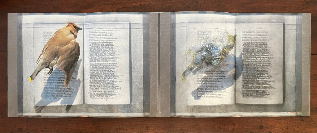 Open artist's book spread featuring a cedar waxwing on left page with overlaid text, and a layered image of a hand with nature elements on the right page, all set against a wooden background.