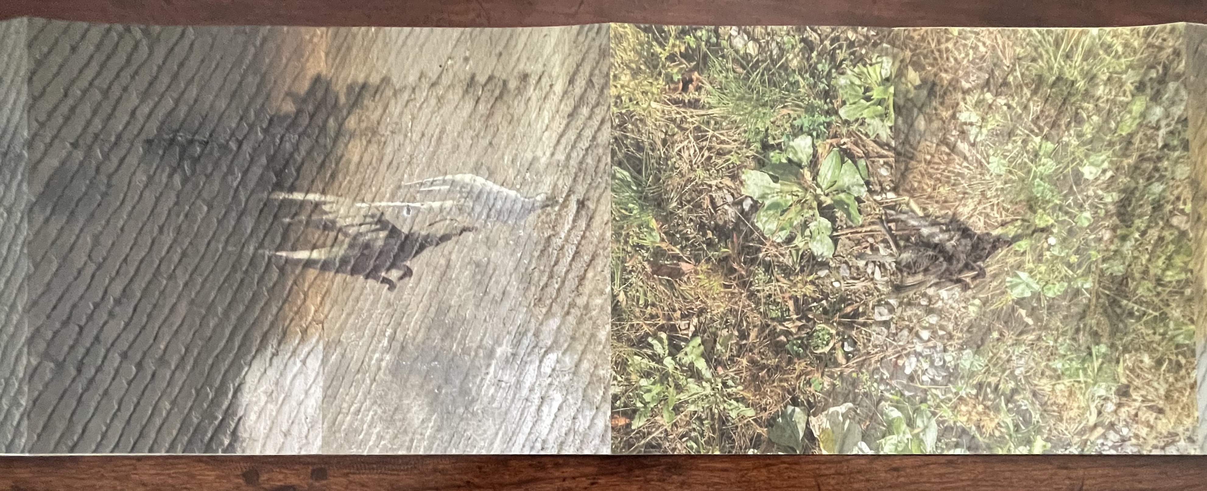 A two-panel spread from Marlene MacCallum's artist book, featuring a photograph of a bird flying over a landscape and its shadow cast on a textured surface, juxtaposed with a close-up of the bird's remains amidst grass and foliage.