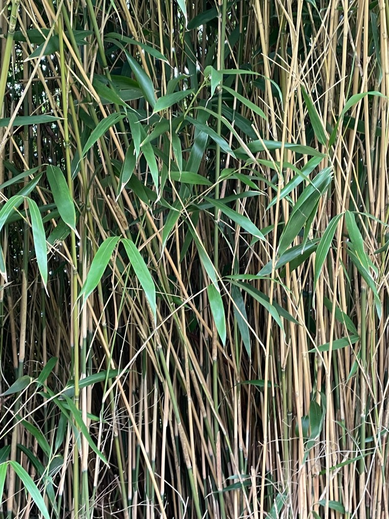 Dense bamboo foliage with tall green leaves and slender brown stems.