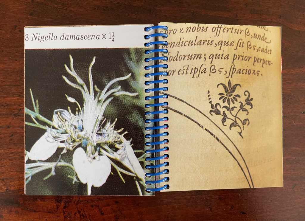 A close-up image of a Nigella damascena flower on the left page, with accompanying handwritten text and an ornamental design on the right page of a spiral-bound notebook.
