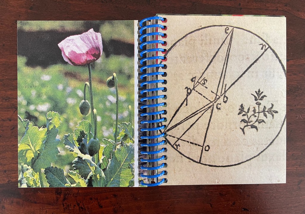 A pink poppy flower and unripe seed pods on the left page, next to a sketch of geometric lines and a floral illustration on the right page of a spiral-bound notebook.