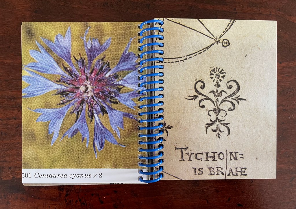 Open notebook page featuring a photograph of a blue Centaurea cyanus flower on the left and decorative handwritten text on the right.