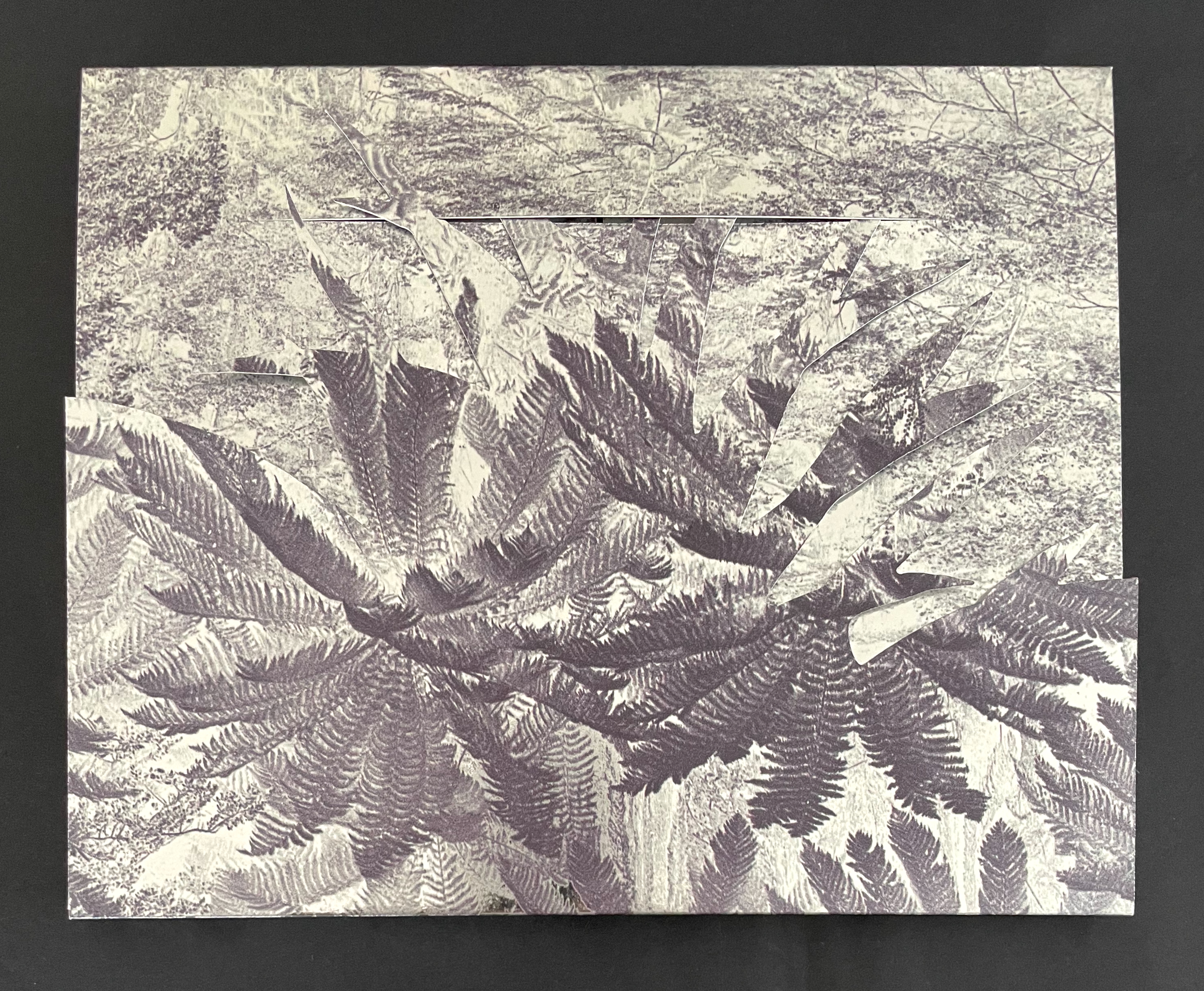 A textured artwork featuring layered images of ferns in shades of gray, set against a dark background.