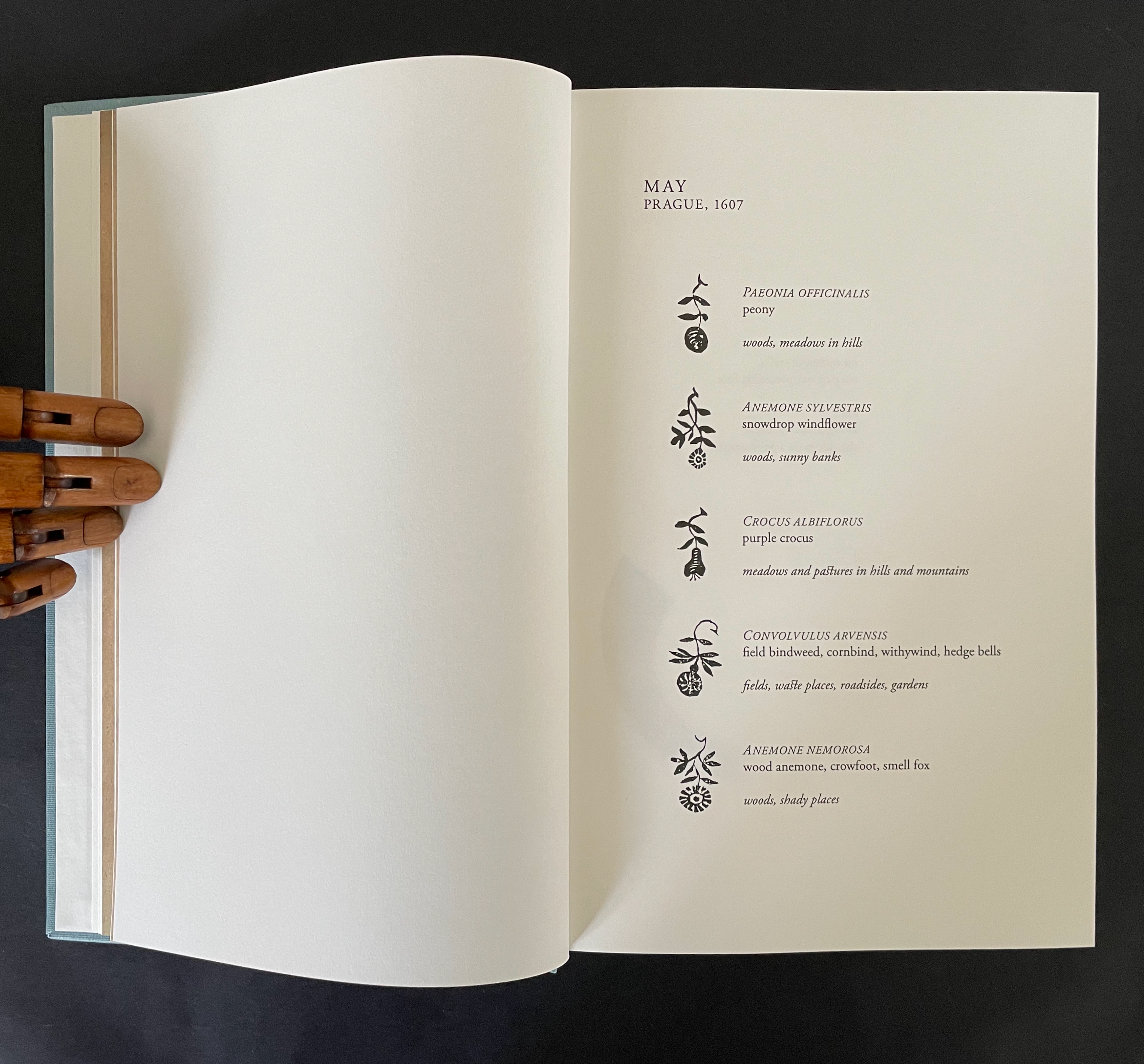 An open book page titled 'MAY, PRAGUE, 1607' displaying illustrations and descriptions of various plants, including Peony, Snowdrop, Purple Crocus, Bindweed, and Wood Anemone. A wooden hand is holding the book.