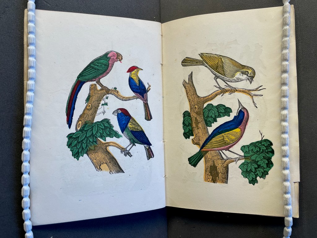 An open illustrated book featuring colorful drawings of various birds perched on branches amidst green foliage.